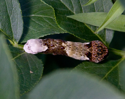 giant swallowtail caterpillar