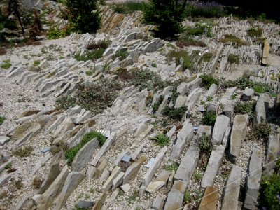 The Crevice Garden MBG